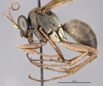 Media type: image;   Entomology 26703 Aspect: habitus lateral view